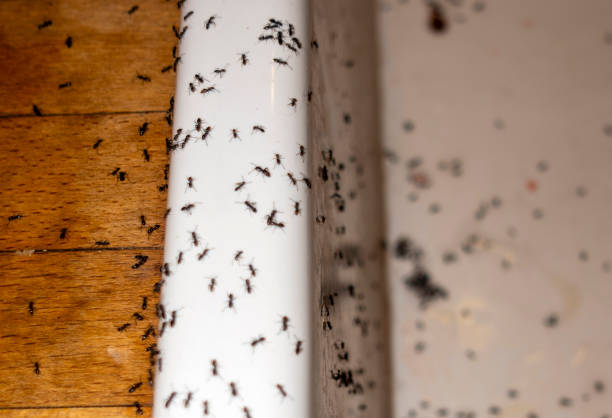 Best Pest Control Near Me in Los Gatos, CA
