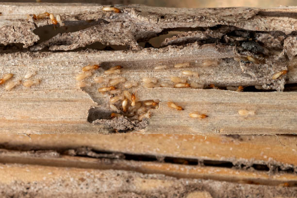 Best Pest Control Near Me  in Los Gatos, CA